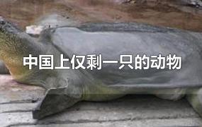 中国上仅剩一只的动物