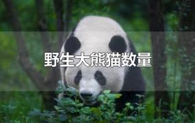 野生大熊猫数量