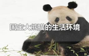 国宝大熊猫的生活环境