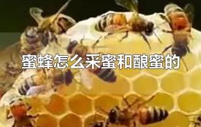 蜜蜂怎么采蜜和酿蜜的