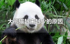大熊猫越来越少的原因