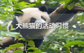 大熊猫的活动习惯