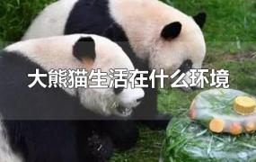 大熊猫生活在什么环境