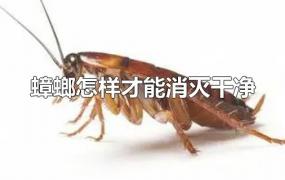 蟑螂怎样才能消灭干净