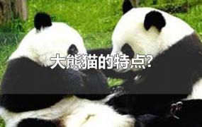 大熊猫的特点?