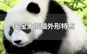 国宝大熊猫外形特点