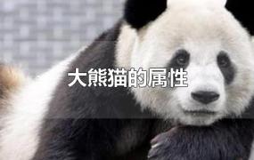 大熊猫的属性