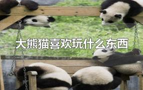 大熊猫喜欢玩什么东西
