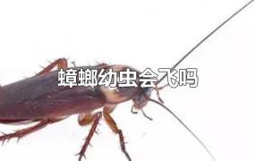 蟑螂幼虫会飞吗