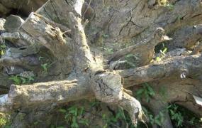 樟树根的功效与作用 樟树根的药用价值