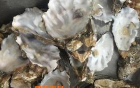 中药牡蛎壳的功效与作用及禁忌 中药牡蛎壳的使用禁忌