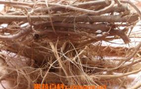 棕树根的功效与作用 棕树根的药用价值