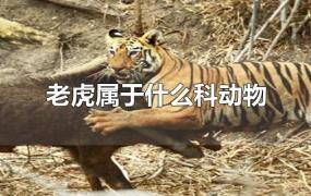 老虎属于什么科动物