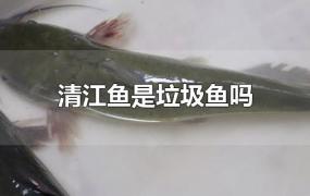 清江鱼是垃圾鱼吗