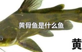 黄骨鱼是什么鱼