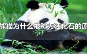 大熊猫为什么被称为活化石的原因