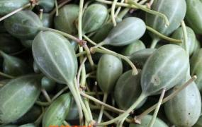 野西瓜籽的作用和功效 野西瓜籽的药用价值