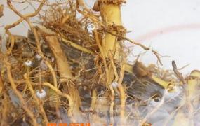竹根的功效与作用 竹根的药用价值