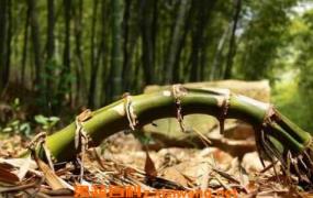 竹子根的功效与作用 竹子根的用途