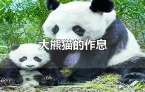 大熊猫的作息