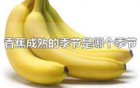 香蕉成熟的季节是哪个季节