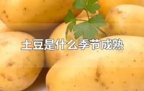 土豆是什么季节成熟