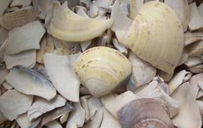 海蛤壳的功效与作用及禁忌