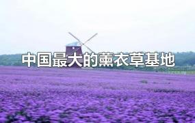 中国最大的薰衣草基地