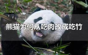 熊猫为何从吃肉改成吃竹