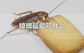 蟑螂最爱吃什么