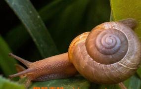蜗牛的功效与作用 蜗牛的药用价值