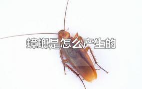 蟑螂是怎么产生的