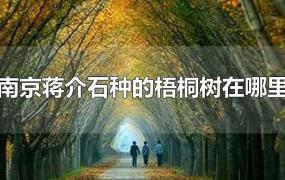 南京蒋介石种的梧桐树在哪里