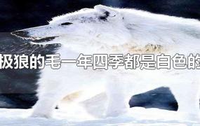 北极狼的毛一年四季都是白色的吗