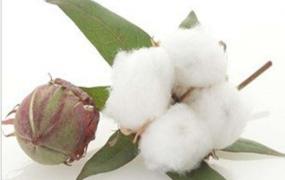 棉花皮的功效和药用价值