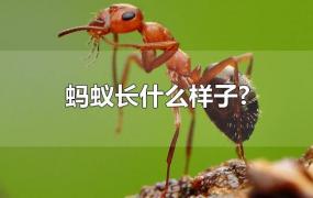 蚂蚁长什么样子?