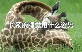 长颈鹿睡觉用什么姿势