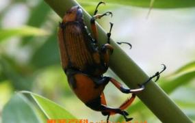 象甲虫的功效与作用 象甲虫宿主的功效