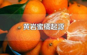 黄岩蜜橘起源