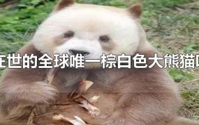 目前在世的全球唯一棕白色大熊猫叫什么