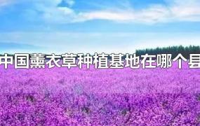 中国薰衣草种植基地在哪个县