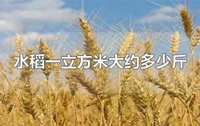 水稻一立方米大约多少斤