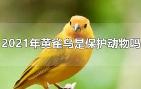 2021年黄雀鸟是保护动物吗