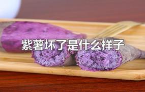 紫薯坏了是什么样子