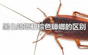 黑色蟑螂和棕色蟑螂的区别