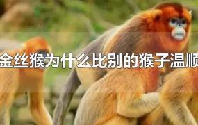 金丝猴为什么比别的猴子温顺