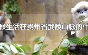 黔金丝猴生活在贵州省武陵山脉的什么地方
