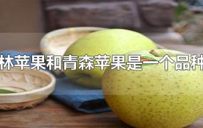 王林苹果和青森苹果是一个品种吗