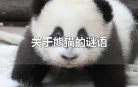 关于熊猫的谜语