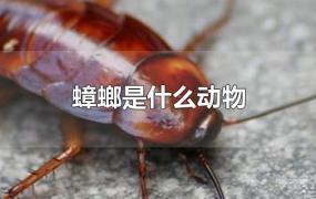 蟑螂是什么动物
